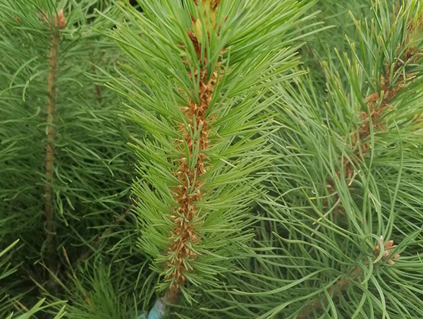 成品紅嫁紅營(yíng)養(yǎng)杯苗