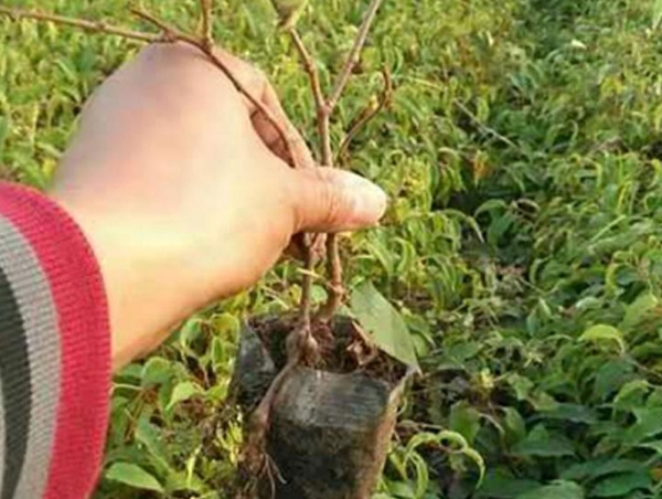 黑龍江嫁接苗
