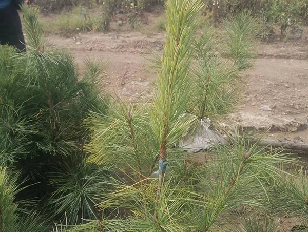 成品紅嫁紅營(yíng)養(yǎng)杯苗
