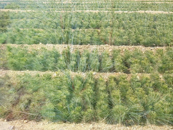 樟子松營養(yǎng)杯苗